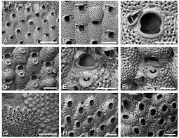 Teduh dan rindang pepohonan di tepian pantai pasir hitam penelasan geologis mengapa pasir pantai berwarna hitam. A C Hippopodina Feegeensis Busk 1884 Pantai Pasir Hitam Download Scientific Diagram
