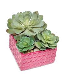 Maybe you would like to learn more about one of these? Succulent Plant For Her At From You Flowers