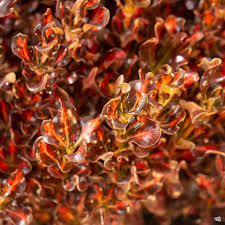 Image result for Coptosperma rhodesiacum