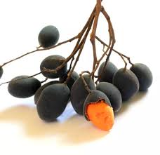 Image result for Dialium