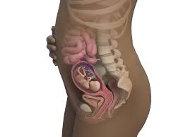 Pregnancy Week By Week Babycenter