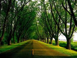 Tree Tunnel Manistee This Is Road You Take To Get To Hubbys Old Office Beach Vacation Planning Michigan Beach Vacations Manistee