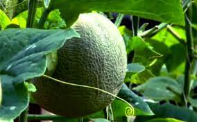 Di eropa, melon sudah dikenal sejak awal tahun masehi. Panduan Teknis Budidaya Melon Alam Tani
