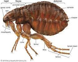 Fleas are known to die in temperature exceeding 38 degrees celsius. How To Get Rid Of Fleas From Your Carpet Effective Methods