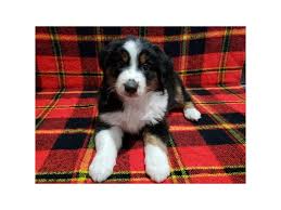 Aussies are confident and lively; Miniature Australian Shepherd Dog Male Black White Tan 2539095 Petland Carmel In