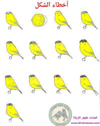 Be the first to review. Ù„ÙˆÙ† Ø§ØµÙØ± ÙƒÙ†Ø§Ø±Ù‰