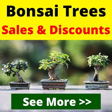 Maybe you would like to learn more about one of these? 64 Incredible Types Of Bonsai Trees With Pictures Florgeous