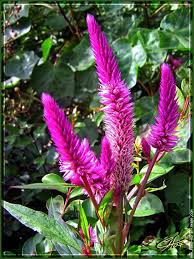 Fleur Celosie Plumeuse Fleur Plumeau Rose Plants Rose Garden