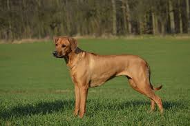 Image result for rhodéský ridgeback