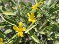 Image result for Barleria lugardii