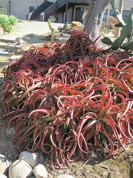 Image result for Aloe cameronii
