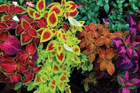 Image result for Coleus