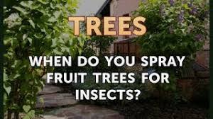 Dormant sprays usually mix a fungicide like copper with dormant oil, or sulfur alone. When Do You Spray Fruit Trees For Insects Youtube