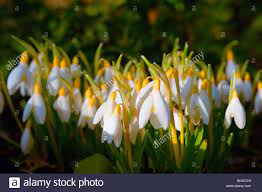 Snowdrop Ile Ilgili Gorsel Sonucu English Garden Rose Varieties English Garden Style