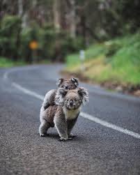 Canon Photography Roughly 40 Of The Koala Population In Nsw Has Died The Fires Are Far From O Ciaonihon Cute Baby Animals Koala Bear Animal Photo