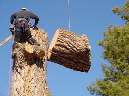 Timely, reliable, honest and professional service. Paso Robles Tree Service Trimming Pruning Cutting Stump Removal