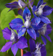 Consolida Ambigua Flower Uses Best Flower Wallpaper