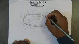 Maybe you would like to learn more about one of these? Well Labelled Diagram Of Prokaryotic Cell For Board And Neet Exams Bacterial Cell Diagram Youtube