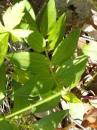 Image result for Polemoniaceae