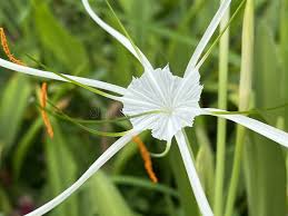 Image result for Neomarica northiana