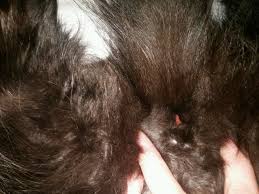 This is not any longer stringy like the conventional being pregnant mucus that's so sufficient. Is My Cat About To Go Into Labor Thecatsite
