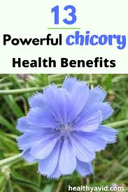 13 Powerful Health Benefits Of Chicory Health Benefits Chicory Health