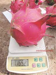 驳接花粉培植一颗火龙果2公斤| 农情| 专题| 東方網馬來西亞東方日報
