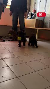 Abandon D'animal : la rencontre qui retient son souffle