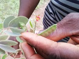 Image result for Chamaecrista absus