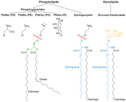 Saccharolipids are similar to glycerolipids, exchanging a saccharide. Membrane Lipid Wikipedia