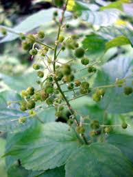 Image result for Acalypha racemosa