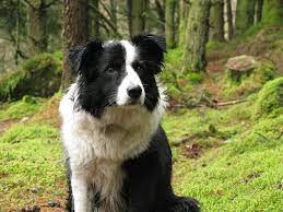 Border collie pups out of generations of proven herding dogs. Dog Lost 2 Years Ago In Oregon Found In Utah Collie Border Collie Pregnant Dog
