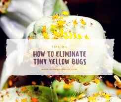 I took a close look at one of my plants, and saw all these tiny yellow bugs. Tiny Yellow Bugs On Plants How To Control And Prevent Aphids Organically