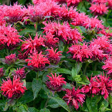 Image result for Monarda didyma