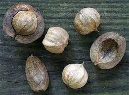 Hickory nuts are the fruit of the hickory tree, which is in the walnut family. Pin On New England Ark Of Taste Foods