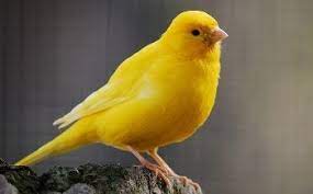 Pin En Articulos Sobre Aves