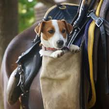 Jack In A Pocket Attached To The Horse Saddle Jack Russell Dogs Jack Russell Terrier