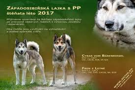 Image result for západosibiřská lajka