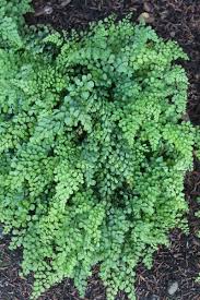 Adiantum Venustum Fairy Garden Plants Evergreen Groundcover Woodland Garden