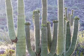 This saguaro cactus has a large hole that serves as a home for animals and birds. Saguaro Cacti Along Arizona State Route 87 Fotograf Morten Granhaug