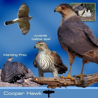 Cooper's Hawk | Hawk Mountain Sanctuary: Learn Visit Join