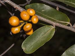 Image result for Uvaria acuminata