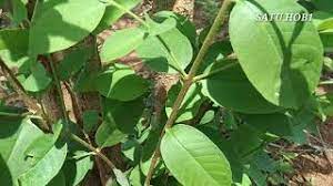 Pohon jalitri di alam liar. Pohon J4litri Mentaos Di Alam Liar Youtube