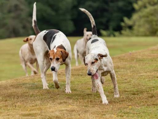 English Foxhound – GoofyTails