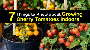 Check spelling or type a new query. 7 Things To Know About Growing Cherry Tomatoes Indoors