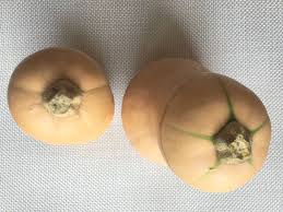 バターナッツかぼちゃの食べ方 捨てるとこなし 丸ごとおいしい ゴニョ研 かぼちゃ ナッツ おいしい