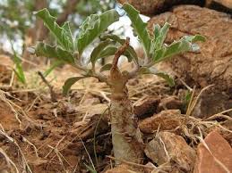 Image result for Pterodiscus aurantiacus