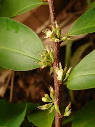 Image result for Aneulophus