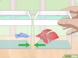 The males reach three inches in length. How To Selectively Breed Betta Fish With Pictures Wikihow