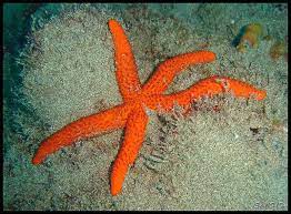 Estrella De Mar Espinosa Aquatic Animals Sea Aquatic